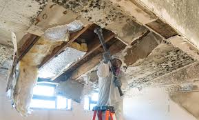 Best Basement Mold Removal  in Belle, MO